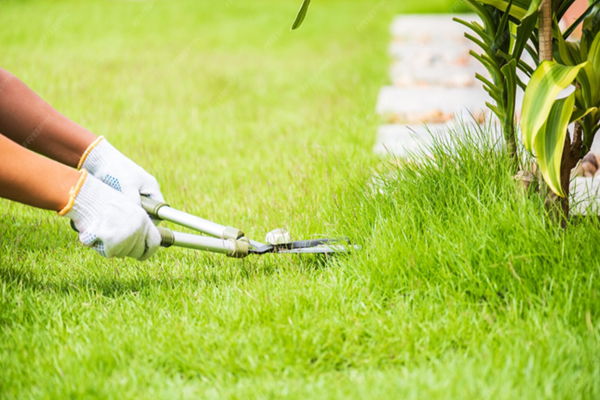 Césped y Jardinería